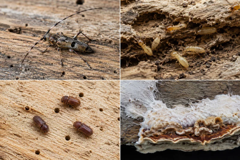 Insectes xylophages à Bagnols-sur-Cèze Capricorne, vrillettes et termites pouvant attaquer les bois de charpente à Bagnols-sur-Cèze